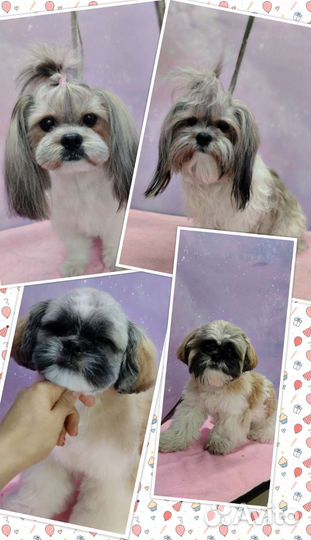 Стрижка собак на дому. Уход за животными