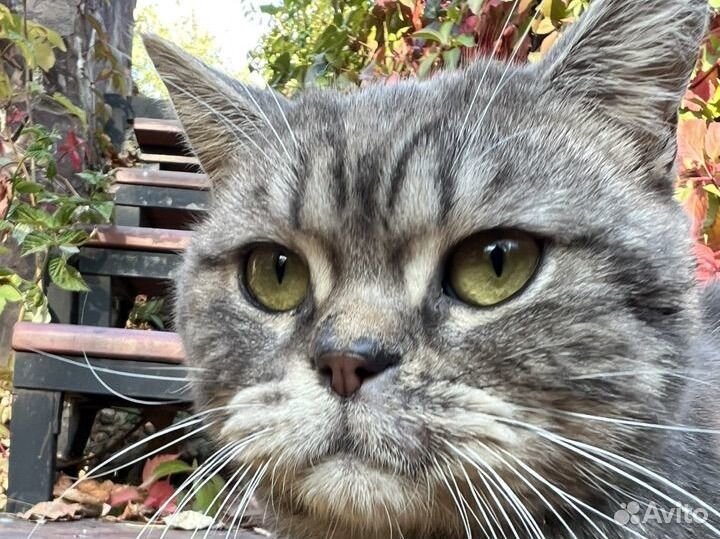 Британская кошка