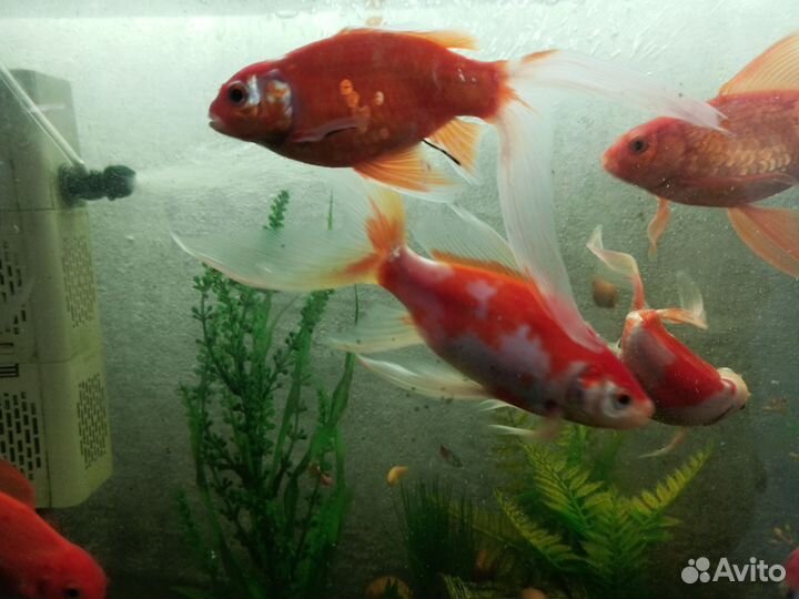 Золотая рыбка