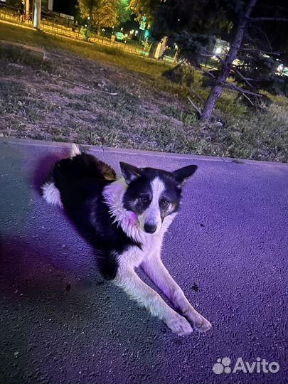 Собака в добрые руки