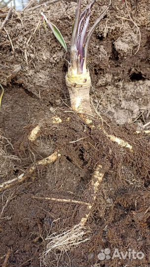 Садовые растения, топинамбур