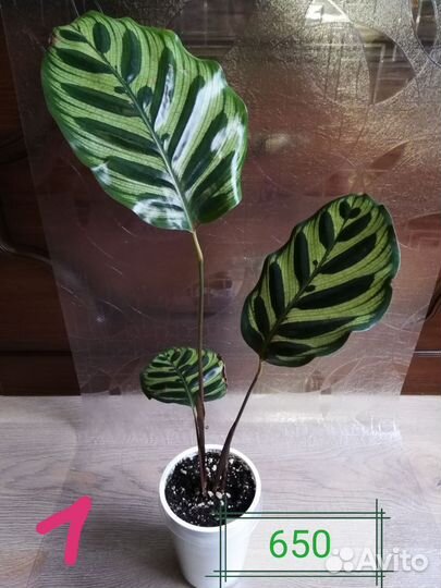 Калатея Макоя, Лансифолия