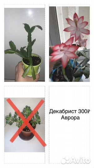 Комнатные растения цветы