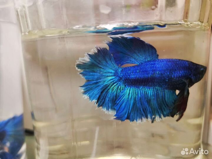 Рыбка петушок, самки и самцы