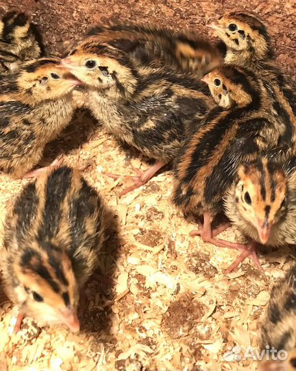 Перепела Фараон, инкубац. яйцо