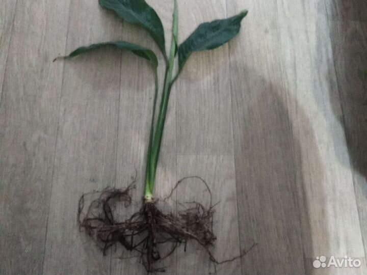 Спатифиллум