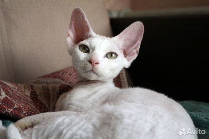 Девочка девон-рекс, белая кошечка