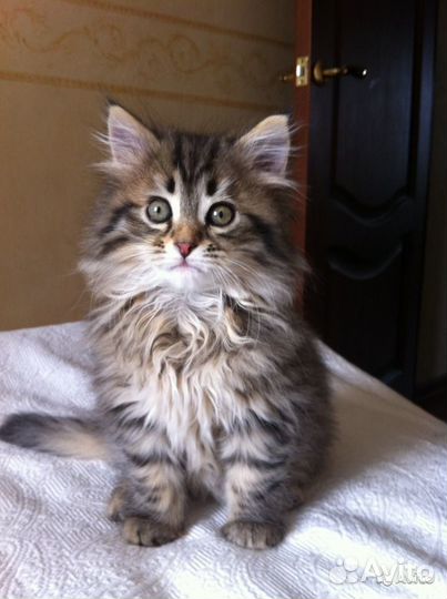Шотландский котенок