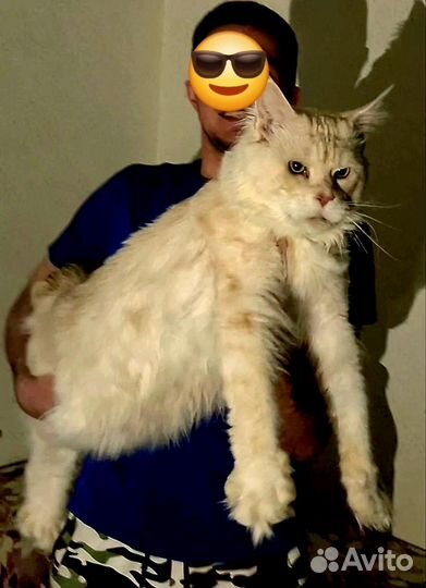 Котята мейн-кун