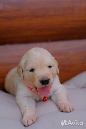 Щенки ретривера