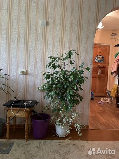 Цветы комнатные