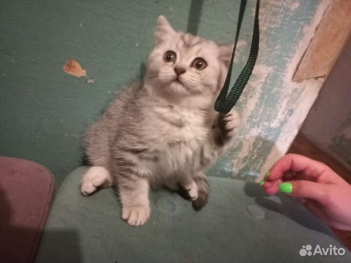 Британские котик