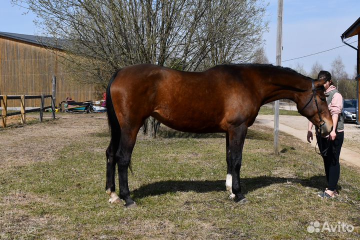 Голштинская кобыла