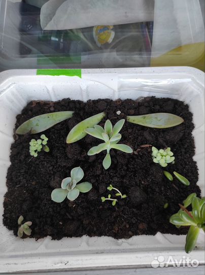 Флорариум суккуленты