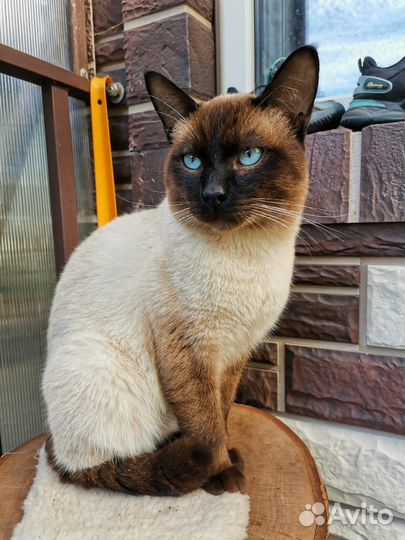 Сиамский котик