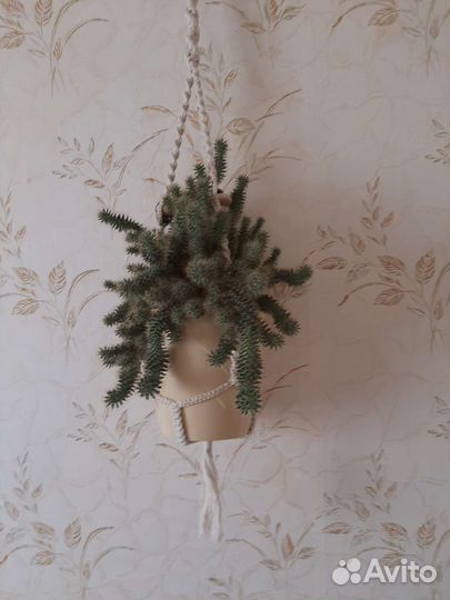 Кактус цветущий