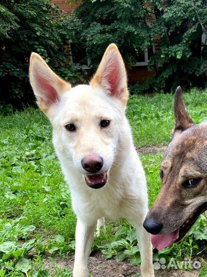 Спаси собаку из приюта