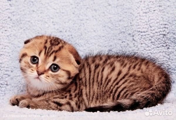 Золотая пятнистая вислоухая кошечка