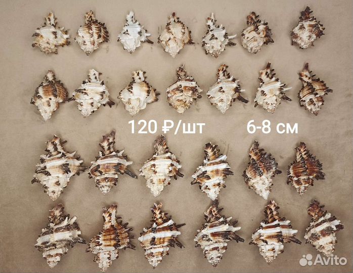 Морские ракушки Мурекс 6-8 см