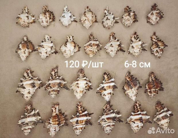 Морские ракушки Мурекс 6-8 см
