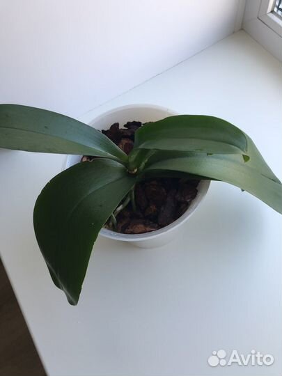 Орхидея фаленопсис белая