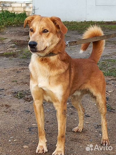 Собака в добрые руки