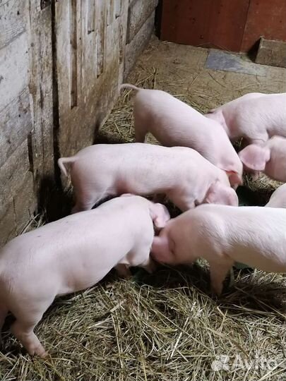 Поросята ландрас