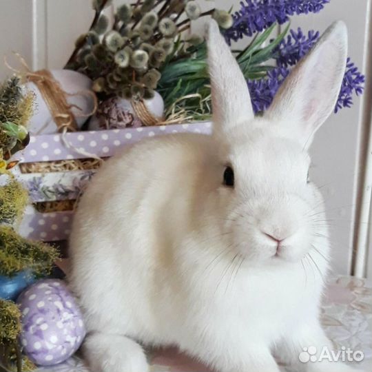 Кролик в добрые руки бесплатно