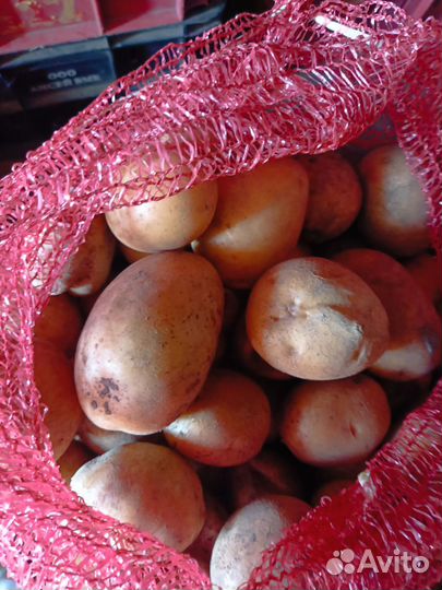 Продам картофель