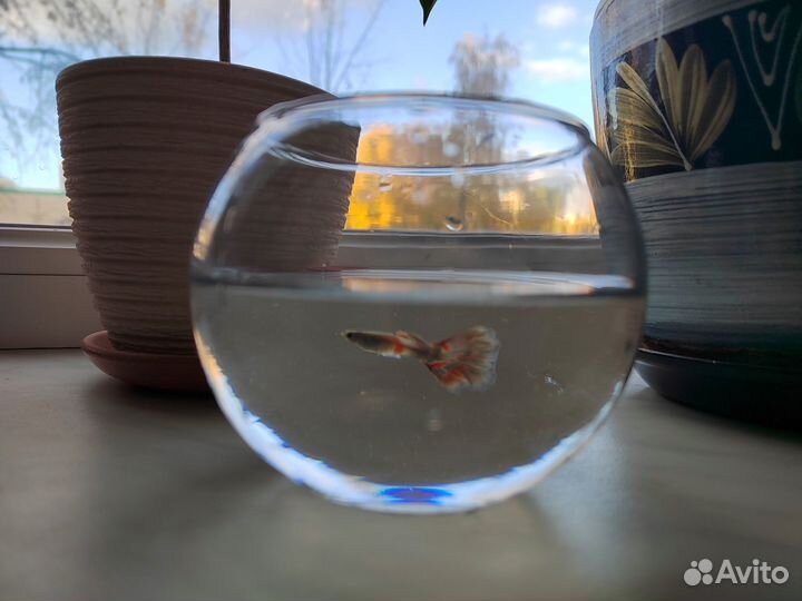 Аквариумные рыбки гуппи