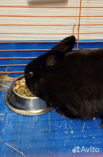 Передержка кошек и других животных