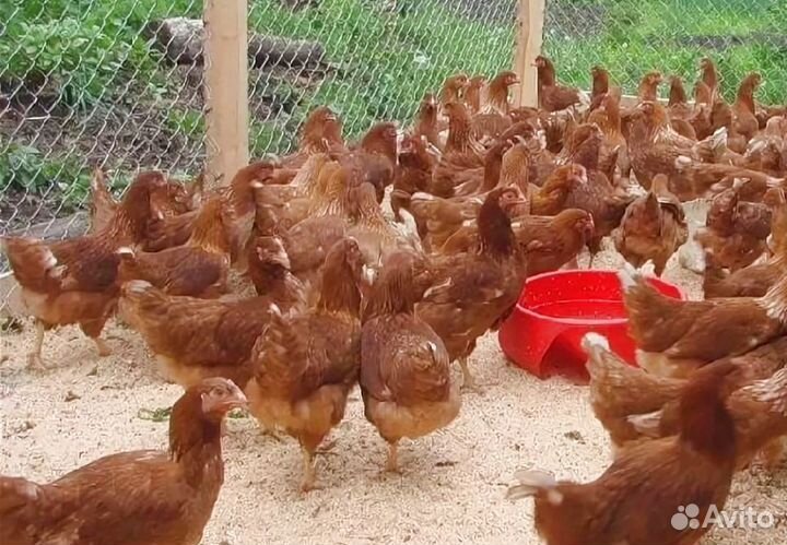 Куры молодки несушки с доставкой до дома