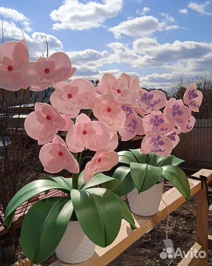 Орхидея изолон