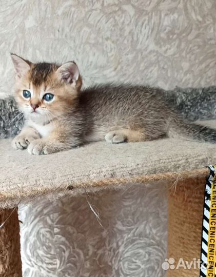 Золотой мальчик