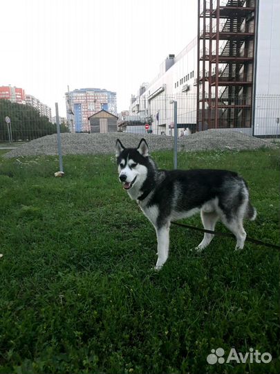 Сибирская хаски Вязка