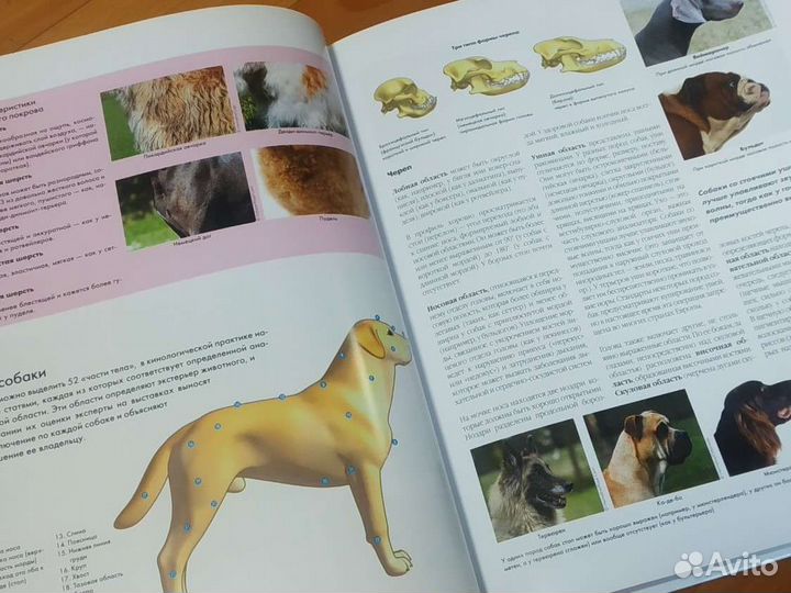 Энциклопедия собаки
