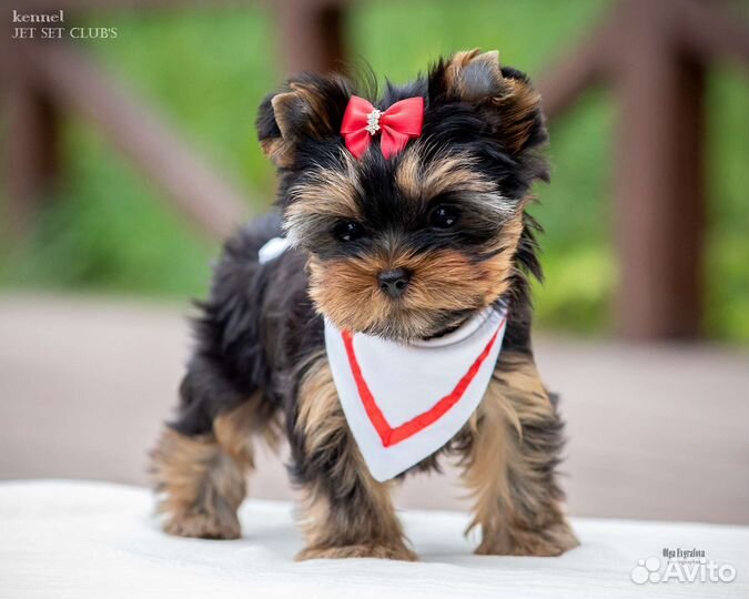 Мини - девочка настоящего йоркширского терьера