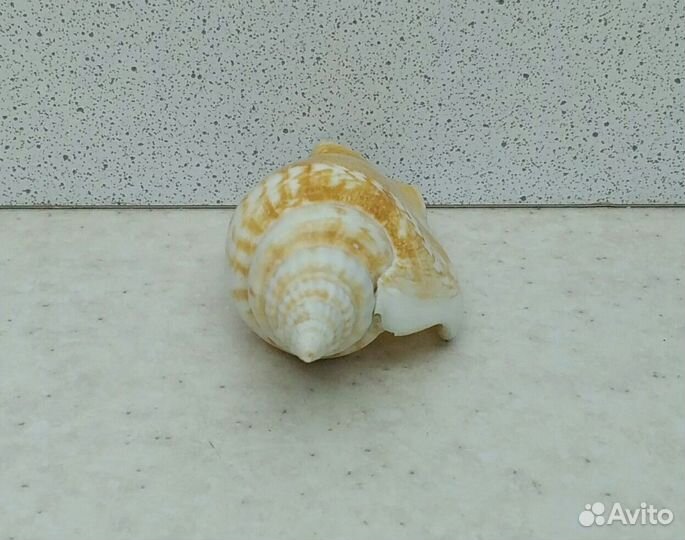 Стромбус Виттатус 7,4 морская ракушка раковина