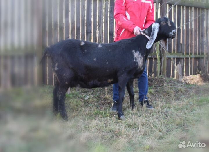 Козы Нубийские, Шами-Камори