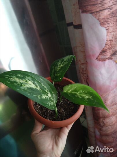 Аглаонема Ложноприцветковая