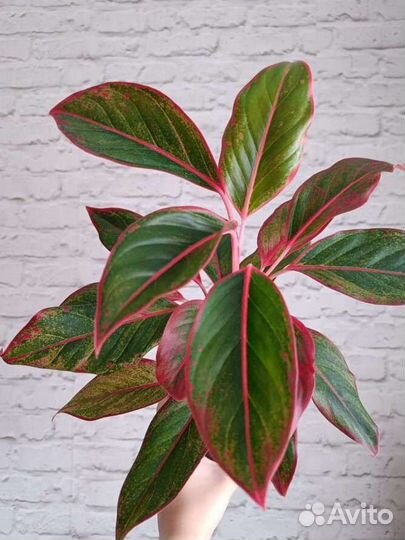 Аглаонема крит