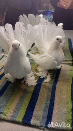 Голуби статные