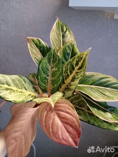 Сортовые аглаонемы набором