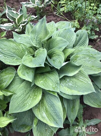 Хоста, пион, купальница