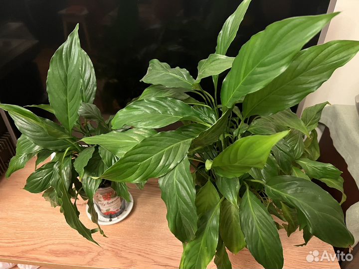 Отдаю комнатные цветы