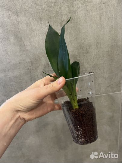 Сансевиерии сортовые