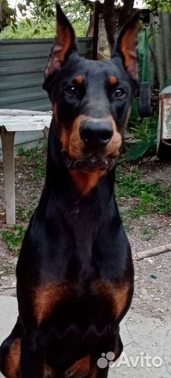 Доберман вязка, так же для фотосессии