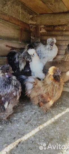 Петух китайский шелковый