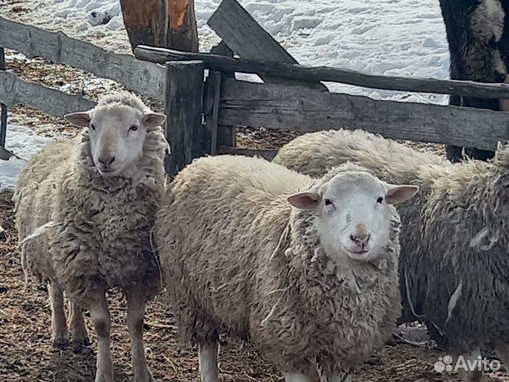 Продам баранов