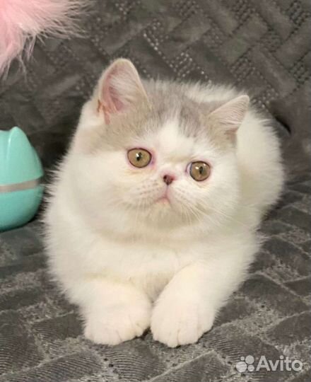 Экзотическая